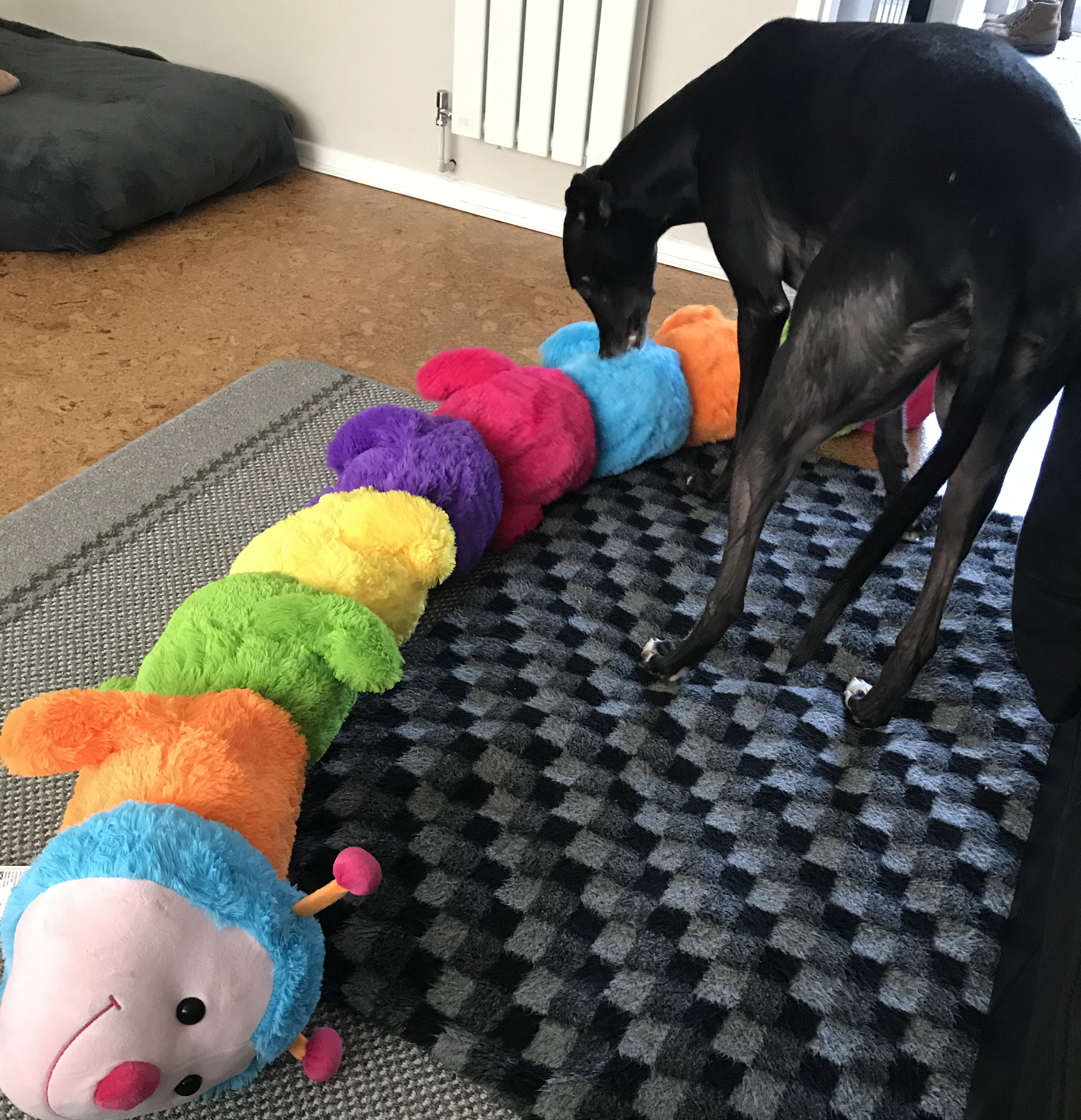 Greyhound hotsell dog toys